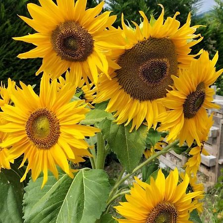 I Girasoli サンゼーノ エクステリア 写真