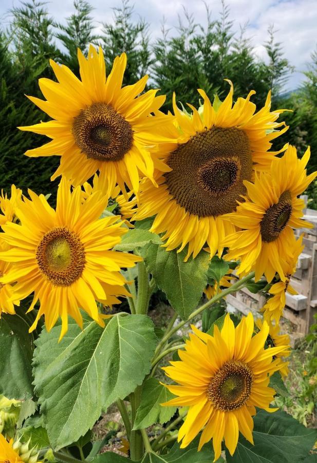 I Girasoli サンゼーノ エクステリア 写真