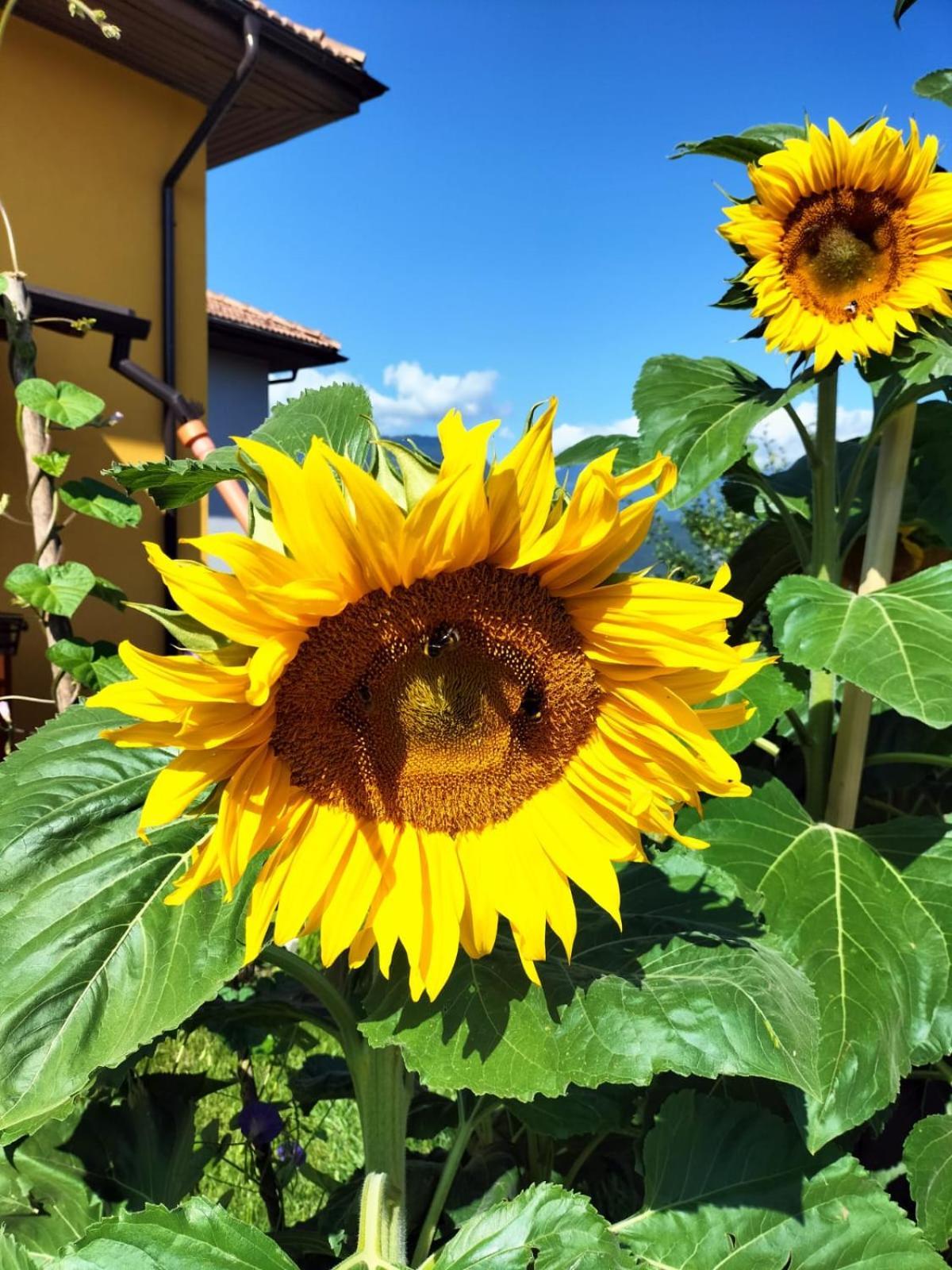 I Girasoli サンゼーノ エクステリア 写真